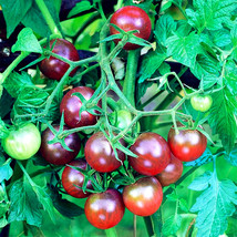 100 Seeds Of Purple Pearl Cherry Tomato Jewels Gardening USA SELLER - $15.22