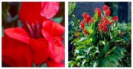 2 Red Dazzler Giant Canna Lily Flower Bulb Tuber Rhizomes Attracts Butterflies - £35.96 GBP
