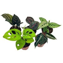 Variegated Foliage Assortment, Indoor Premium Collection, adanosii, Monstera, al - £36.64 GBP