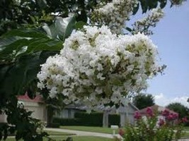 35 White Crape Myrtle Tree Shrub Flower Seeds Drought Tolerant PerennialFrom US - $8.35