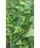 Daun Kacang Panjang - Vigna sinensis Vigna cylindrica L. Leaf (Powder), ... - $19.60