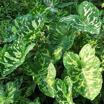 PATB HILO BEAUTY Elephant Ear Alocasia SMALL Rooted Starter Plant - £20.93 GBP