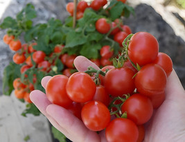 VC Krasny Milo Micro Dwarf Tomato 12 Seeds Easy Grow - $10.87