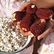 25 Seeds Vegetable Strawberry Popcorn Non GMO - £7.58 GBP