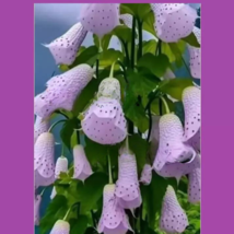 HGBO 25 Seeds Lavender Tibetan Bell Flowers Beautiful Purple Floral Blooms USA - $10.50