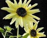 Beautiful Sunflower Seeds Italian White 80 Seeds Fast Shipping - $7.99