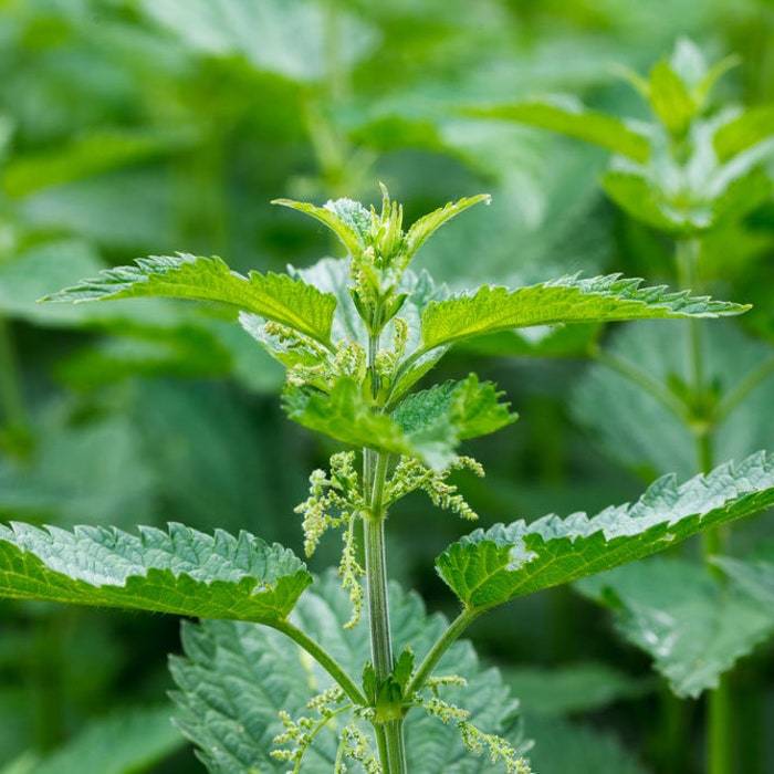 3 Stinging Nettle Plant Bare Roots Only Urtica Dioica Organic Transplant... - $13.48