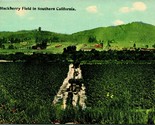 Vtg Cartolina 1915 Un Blackberry Campo IN Sud California Agriculture Agr... - $15.31