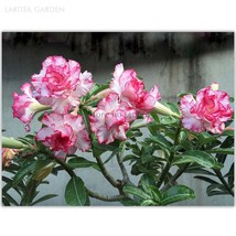 PWO Fresh Small &#39;Carnation&#39; Typed Adenium Obesum Desert Rose Seeds, Professional - £1.61 GBP