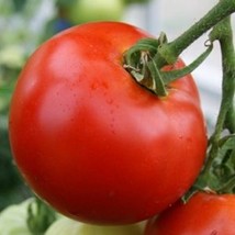 Abe Lincoln Tomato 30 Seeds Large Round Tomato Heirloom NON-GMO  - £7.53 GBP