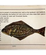 Halibut 1939 Salt Water Fish Gordon Ertz Color Plate Print Antique PCBG19 - $42.03 CAD