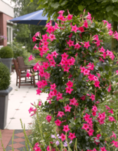 Mandevilla Seeds Potted Balcony Planting Flowers Beautiful Flower Garden Fresh U - $5.88