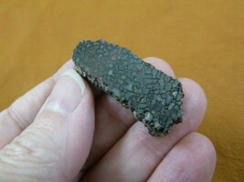 DF300-10) small REAL DINOSAUR LEG Slice specimen Jurassic Dino love preh... - $9.99
