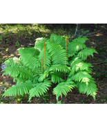 20 CINNAMON FERN rhizome/root Osmundastrum cinnamomeum - €23,57 EUR