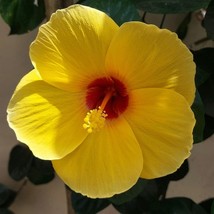 2 Butterfly Hibiscus Live Plants in 2.5-inch Nursery Cubes Yellow-Pink B... - $36.99