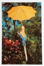 Macaw Parrot Jungle Bonino Bird Miami Florida FL Koppel UNP Postcard c1970s - £4.70 GBP