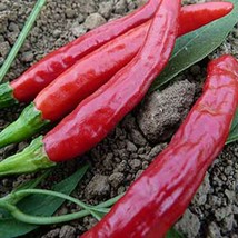 25 Seeds Red Thai Culinary Peppers Aka Dragon Pepper Vegetables Fresh Seeds - £5.45 GBP