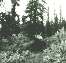 RPPC Bull Alce IN Alaska Vero Foto Cartolina Unp B14 - £3.17 GBP
