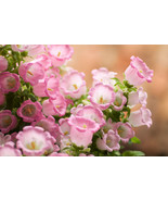 200 seeds  Rose Pink Canterbury Bells - Campanula Medium Flower - $8.58