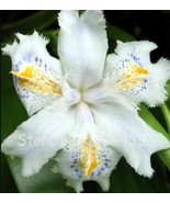 SL 500Pcs Onsai Iris Flower Perennial Seeds - White Flowers With Purple ... - $9.38