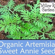 New Organic Artemisia Annua Seeds Sweet Annie Seeds 300 Seeds Wormwood Seeds Her - £8.18 GBP