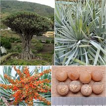 Dracaena Draco Seeds 1000 Und Dragon Blood Tree Canary Plant Rare Wholesale - £84.94 GBP