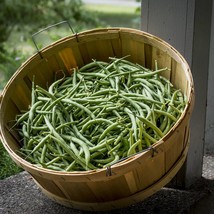 Kentucky Wonder Bush Bean Seeds High Yields 100 Seeds No Staking Commodore Fast  - $17.08