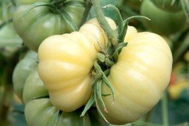 SEPT White Wonder Beefsteak Tomato Seeds 30 Seeds Buy 2 Get 3 - £4.77 GBP