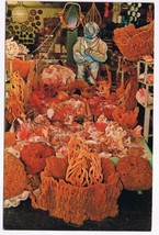 Florida Postcard Tarpon Springs Sea Horse Curio Shop Corals - £1.71 GBP