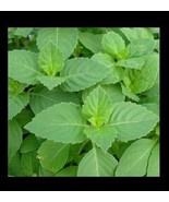 Tulsi Holy Basil 100 -1,600 Seeds Fresh Heirloom culinary scent Sacred H... - £1.47 GBP+