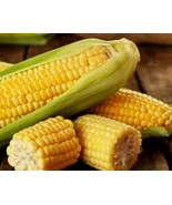 LKS Corn Seeds Sweet 50 Golden Bantam Garden Ing Heirloom Non-Gmo Home G... - €6,00 EUR