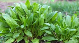 HGBO 500 Seeds Large Leaf Sorrel Seeds Chukakura Culinary Hardy Perennial Herb F - £6.55 GBP