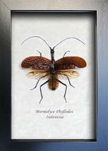 Real Violin Beetle Mormolyce Phyllodes Framed Entomology Collectible Shadowbox - $58.99
