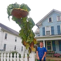 Godzilla Sunflower Seeds. Massive Heads. Giant Sunflower Seed Giant big ... - $10.45