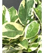 N&#39;Joy Pothos plant cutting, Pothos N’Joy, Devil’s Ivy Plant cutting (x2)... - $110.23 MXN