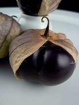 50 Pcs Purple Tomatillo Seeds #MNHG - £9.77 GBP
