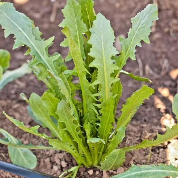 600+Italian Dandelion Seed Organic Chicory Endive Gourmet Salad Greens Fast Easy - $7.50