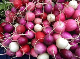 KKG Radish Easter Rainbow Mix Seeds Easy Grow Fresh Garden - $7.89