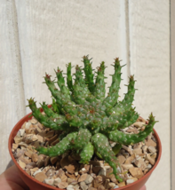 Live Plants Medusa Head Euphorbia Euphorbia Flanaganii - £21.86 GBP