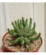 Live Plants Medusa Head Euphorbia Euphorbia Flanaganii - £22.22 GBP