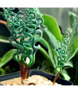 HT 200Bag Spiral Grass Seeds Green Succulents For Diy Bonsai And Potted ... - $11.05