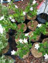 Live Plant Sambac Arabian Jasmine Plant Home For Your Home Garden OSAM - £158.18 GBP