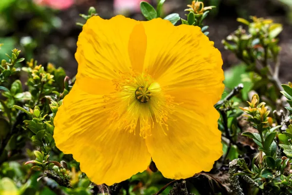 20 Yellow Welsh Poppy Meconopsis Papaver Cambricum Perennial Shade Flowe... - £6.25 GBP