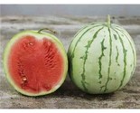 Dixie Queen Watermelon Seeds, Cuban Queen, NON-GMO, Crimson, Heirloom, F... - $1.67+