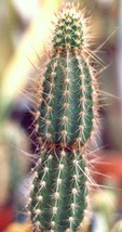 100 Seeds Armatocereus Arboreus Rare Cactus Plant Flowering Succulent Ca... - £23.75 GBP