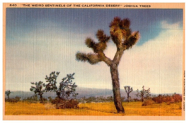 The Weird Sentinels Of The California Desert Joshua Trees Cactus Postcard - £7.08 GBP