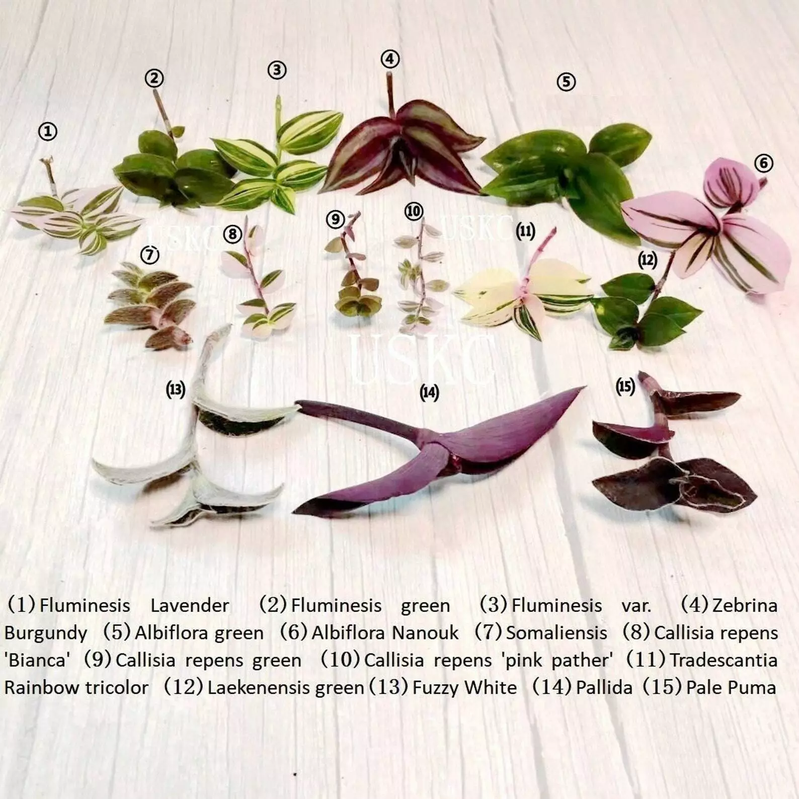 Leave cuttings Connection - $24.14