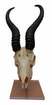 Real Springbok Skull on Acrylic Stand African Antelope Horns - African Antelope  - £140.16 GBP