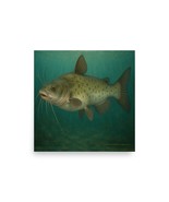 Catfish Poster Wall Art – Freshwater Fishing Decor, Nature Lake 18&quot; X 18&quot; - $357.59 MXN