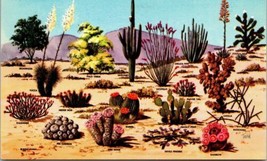 Vintage Petley Postcard Cacti and Desert Flora of The Great Southwest USA Cactus - £10.07 GBP
